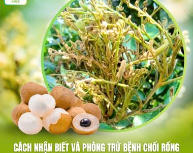 Cách Nhận Biết Và Phòng Trừ Bệnh Chổi Rồng – Kẻ Thù Số 1 Của Cây Nhãn