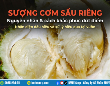 Sượng cơm sầu riêng: Nguyên nhân và cách khắc phục dứt điểm