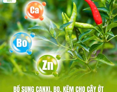 Bổ Sung Canxi, Bo, Kẽm Cho Cây Ớt Giúp Hạn Chế Rụng Hoa, Rụng Trái