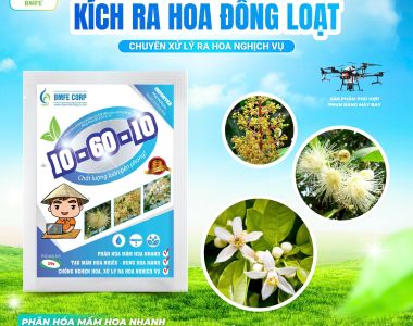 10-60-10 BMFE – Giải pháp tối ưu cho giai đoạn xử lý ra hoa