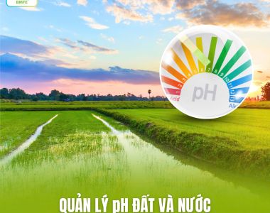 Quản Lý pH Đất Và Nước – Yếu Tố Quyết Định Năng Suất Ruộng Lúa 1. pH – chỉ số nhỏ nhưng ảnh hưởng lớn