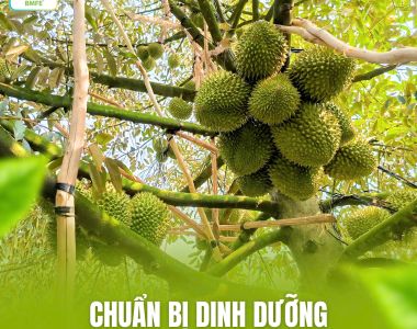 Chuẩn Bị Dinh Dưỡng Trước Khi Bước Vào Giai Đoạn Nuôi Trái Sầu Riêng