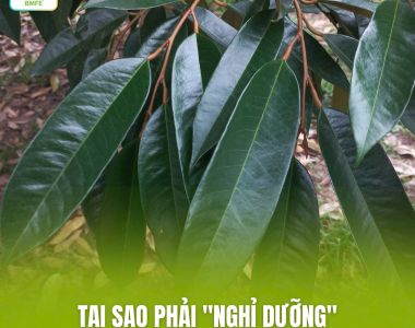 TẠI SAO CẦN “NGHỈ DƯỠNG” CHO CÂY SẦU RIÊNG TRƯỚC KHI XỬ LÝ RA HOA?