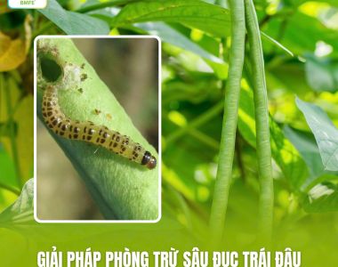 Giải Pháp Phòng Trừ Sâu Đục Trái Đậu Đũa Hiệu Quả, An Toàn