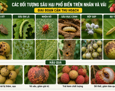 Kỹ thuật phòng trừ sâu ăn lá, bọ xít và rệp sáp hại nhãn, vải giai đoạn cận thu hoạch