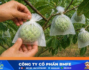 Kỹ thuật chăm sóc cây na giai đoạn đậu trái loại 1