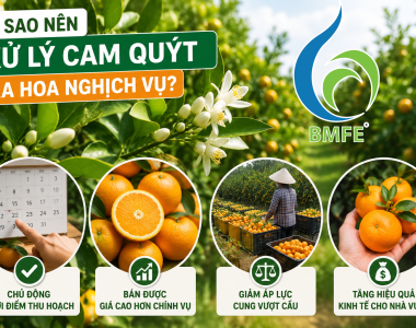 Kỹ thuật xử lý ra hoa nghịch vụ cho cam quýt đầu mùa mưa hiệu quả