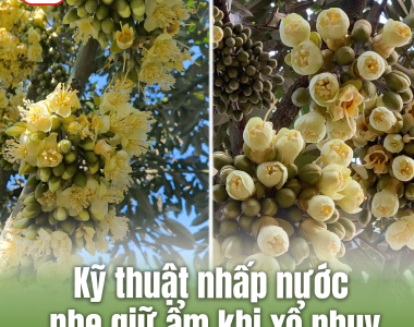 Kỹ Thuật Nhấp Nước Giữ Ẩm Khi Sầu Riêng Xổ Nhụy: Bí Quyết Đậu Trái Cực Cao