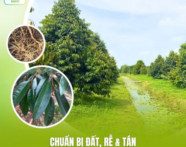 Chuẩn Bị Đất, Rễ & Tán – Bước Quan Trọng Cho Chu Kỳ Ra Hoa Sầu Riêng Năm Sau