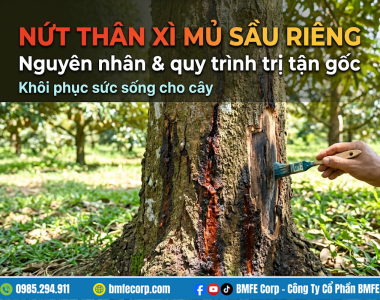 Nứt thân xì mủ sầu riêng: Nguyên nhân và quy trình trị tận gốc