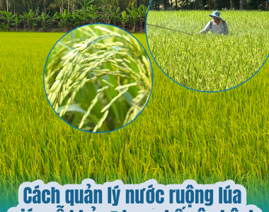 Cách Quản Lý Nước Ruộng Lúa Giúp Rễ Khỏe, Sạch Sâu Bệnh