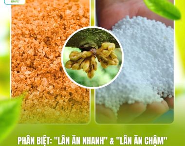 PHÂN BIỆT “LÂN ĂN NHANH” & “LÂN ĂN CHẬM” – BÍ QUYẾT GIÚP CÂY SẦU RIÊNG TẠO MẦM HOA HIỆU QUẢ