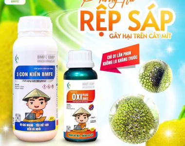 Phòng Trừ Rệp Sáp Gây Hại Trên Cây Mít – Giải Pháp Hiệu Quả, Không Lo Kháng Thuốc