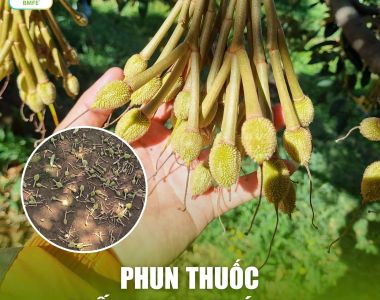 Bí quyết chống rụng trái non sầu riêng hiệu quả: Giải pháp vàng từ BMFE