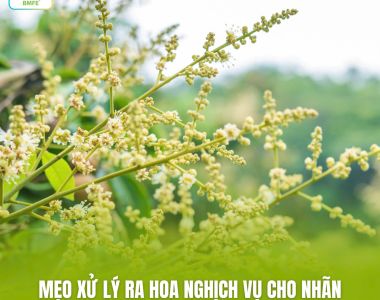Mẹo Xử Lý Ra Hoa Nghịch Vụ Cho Nhãn Giúp Tăng Lợi Nhuận Hiệu Quả