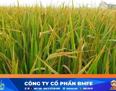 Lúa bị vàng lá: Nguyên nhân và cách xử lý hiệu quả
