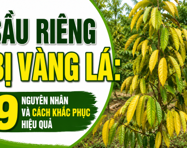 Sầu riêng bị vàng lá: 9 nguyên nhân và cách khắc phục hiệu quả
