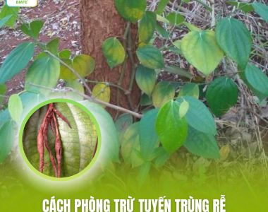 Cách Phòng Trừ Tuyến Trùng Rễ Gây Hại Cây Hồ Tiêu Hiệu Quả, Bền Vững