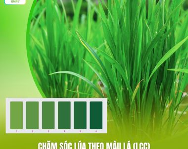 Cách Sử Dụng Bảng So Màu Lá (LCC) Để Tối Ưu Lượng Đạm Cho Lúa