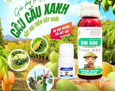 Giải pháp phòng trừ câu cấu xanh trên xoài – Bộ đôi BM 600 và Thắm Sâu BMFE