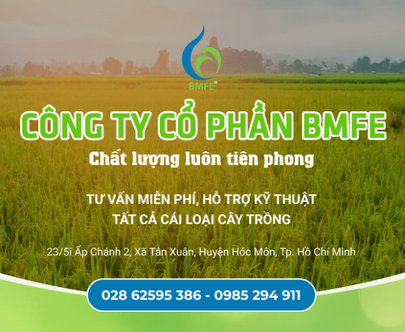 Công Ty Cổ Phần BMFE