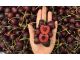 Cherry Mỹ về Việt Nam đắt gần gấp đôi, lên tới 800.000đ/kg