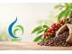 Giá cà phê hôm nay 22/9/2026: Thị trường trong nước ổn định