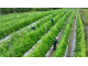 Nông Nghiệp Đà Nẵng Chuyển Mình Nhờ Liên Kết